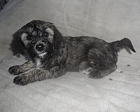 Tibet-Terrier-Welpen