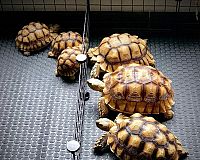Sulcata Schildkröte zu verkaufen
