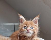 XXL Maine Coon Kitten 